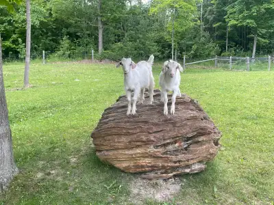Male Goats, View more