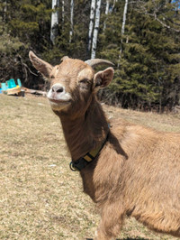 Male Nigerian dwarf goat