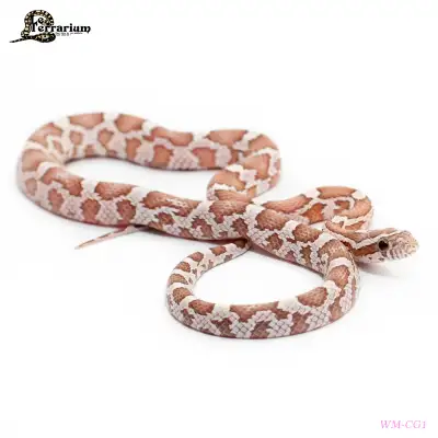 (WM-CG1) Serpent des blés - Ghost phet amel - Femelle, View more