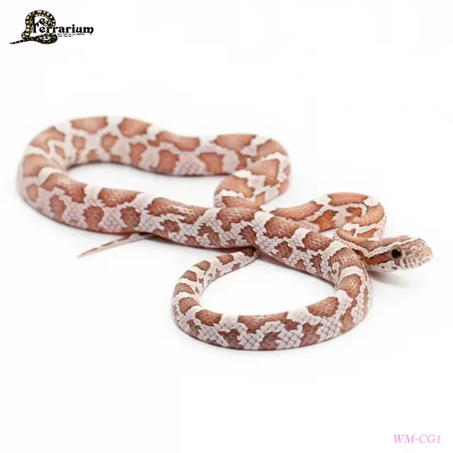 (WM-CG1) Serpent des blés - Ghost phet amel - Femelle in Reptiles & Amphibians for Rehoming in Québec City - Image 2