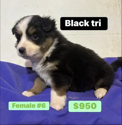 miniature  Australian shepherd puppies(4 left ), View more