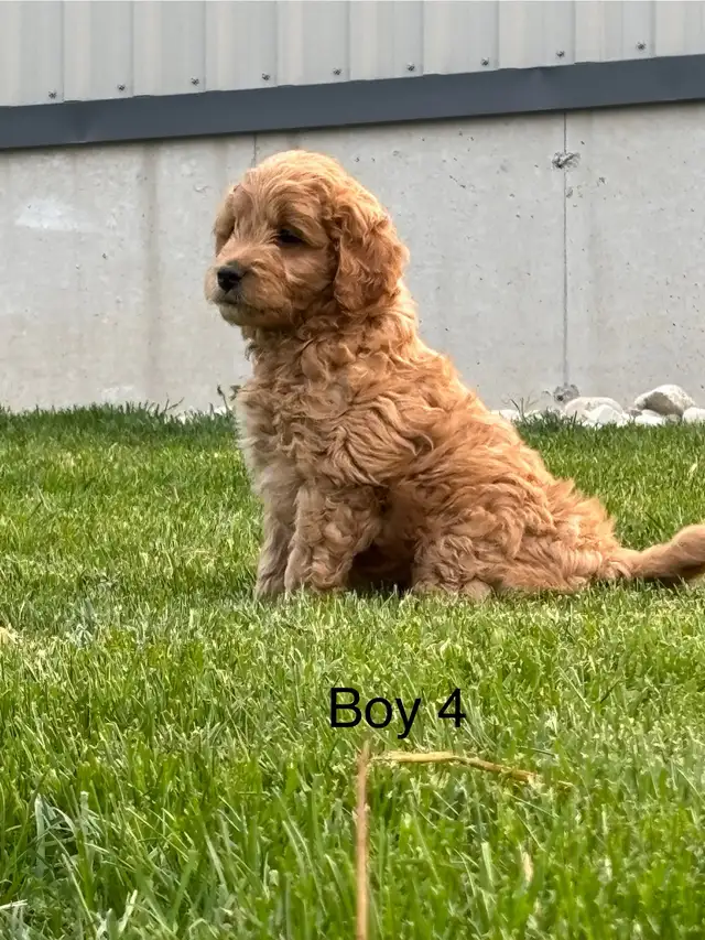 Mini Golden Doodles in Dogs & Puppies for Rehoming in Kitchener / Waterloo - Image 5
