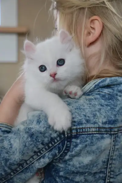 Siberian kittens (hypoallergenic), View more