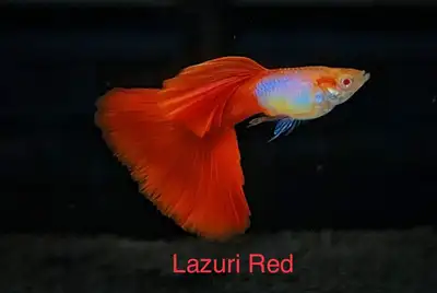 Lazuri Red Guppy, View more