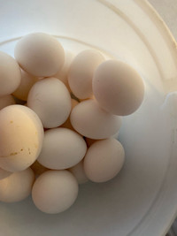 Organic farm fresh eggs 