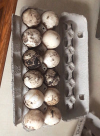 Duck Hatching Eggs