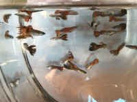 Pairs of Fancy Guppies For Sale