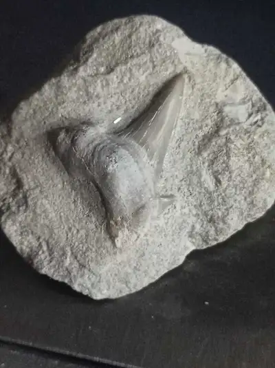 shark tooth fossil in stone , View more