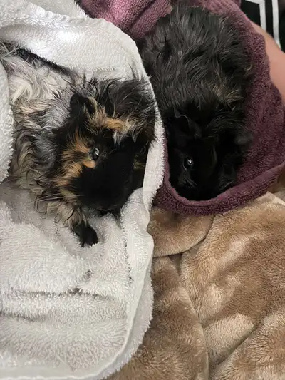 Female 2 Guinea Pigs, View more
