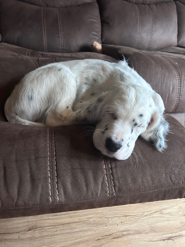 English Setter Puppies in Dogs & Puppies for Rehoming in North Bay - Image 2