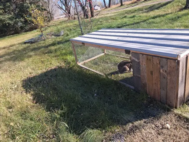 Meat Rabbit starter package | Livestock | Strathcona County | Free ...