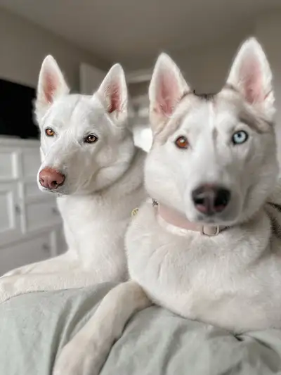 Bonded Huskies For Sale, View more