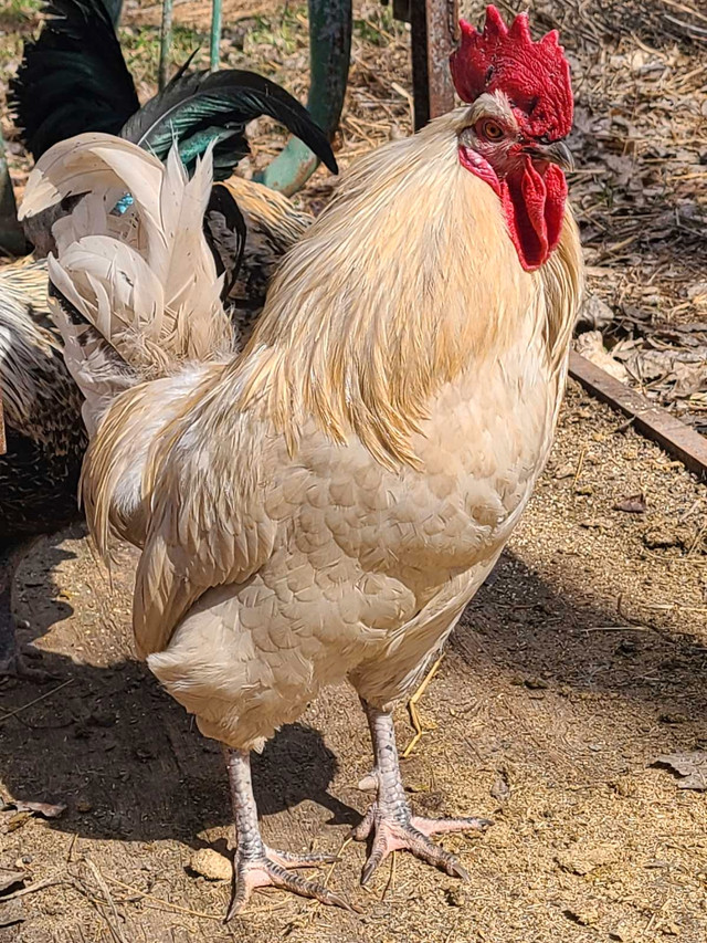 Rooster for sale  in Livestock in Saskatoon - Image 2