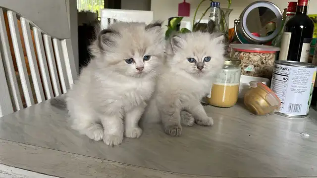 Blue eyes Neva Masquerade kittens in Cats & Kittens for Rehoming in City of Montréal - Image 2