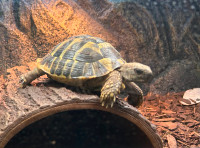 Hermann's tortoise -super quality and friendly