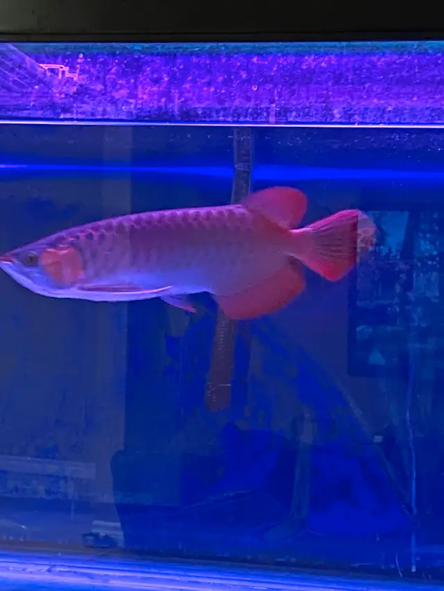Super Red Arowanna for Sale. in Fish for Rehoming in St. Catharines - Image 8