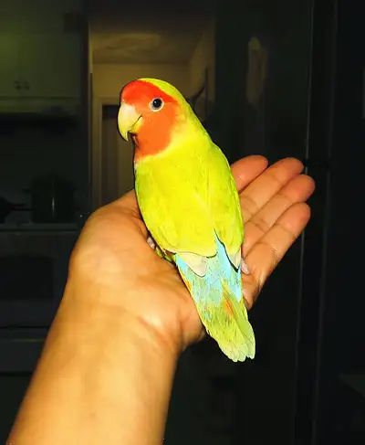 1 year old female lovebird, View more