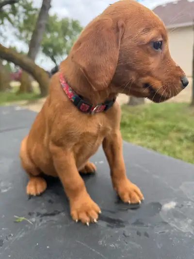 CKC Registered Fox Red Labs, View more