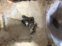 Cloportes-Isopods Armadillidiun maculatum  « Spotted »