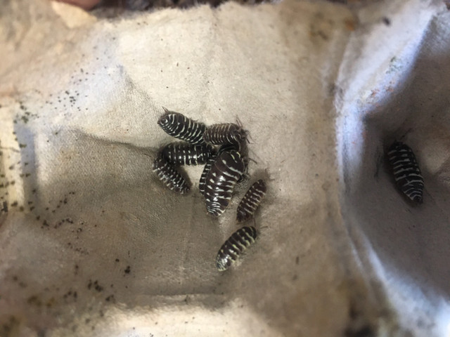 Cloportes-Isopods Armadillidiun maculatum  « Spotted » dans Reptiles et amphibiens à adopter  à Ville de Québec