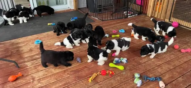chiots Terre-Neuve, Newfoundland Puppies in Dogs & Puppies for Rehoming in Laurentides - Image 10