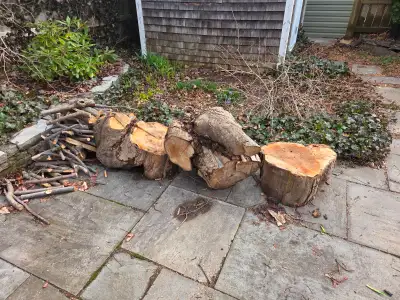 Free firewood - will need a chainsaw, View more