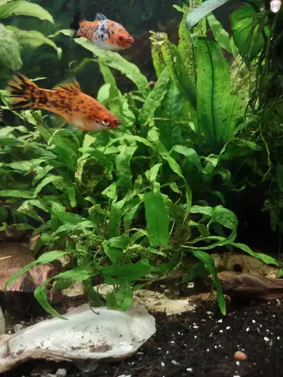 Java Fern aquarium plant.