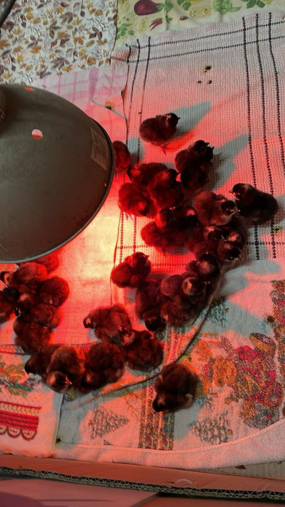 Chicks , Pure bred Plymouth Barred Rock unsexed  for sale