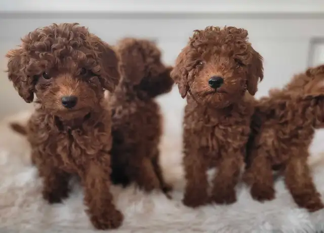 Dark Red miniature poodle puppies ready for rehome in Dogs & Puppies for Rehoming in City of Toronto - Image 6