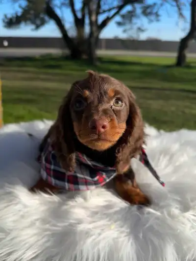 Chocolate & Tan Miniature Dachshund Puppies, View more
