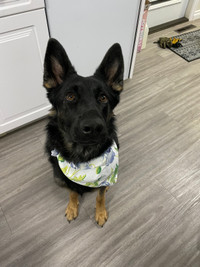 Dog Bandanas