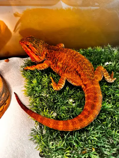 bearded dragon, View more