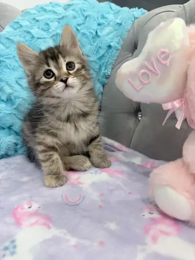❤️Siberian x Bengal  kittens -647-317-3197, View more