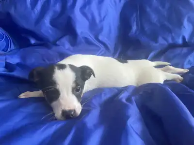 Terrier mix Female Puppy, View more