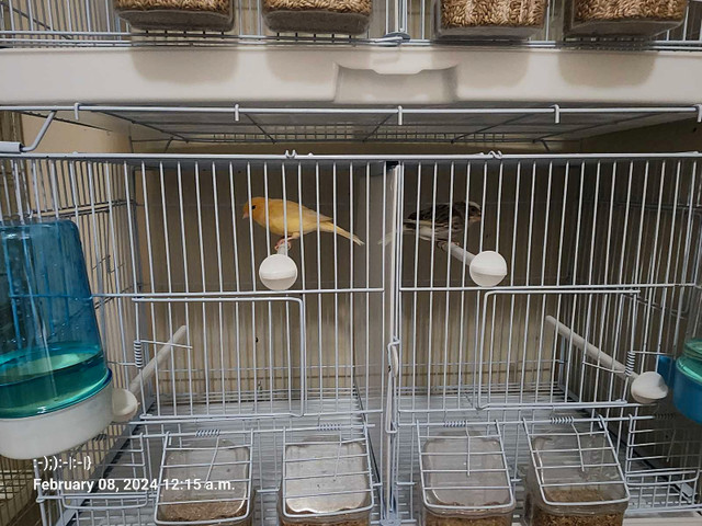 Canary  Canaries  in Birds for Rehoming in Winnipeg - Image 3