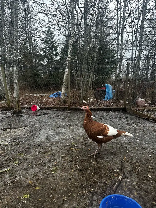 Bourbon Red Turkeys - 2 Hens 5 Toms  in Livestock in Truro - Image 3