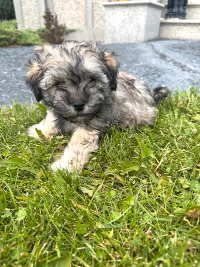 schnauzer x puppies ! absolutely adorable !!, View more