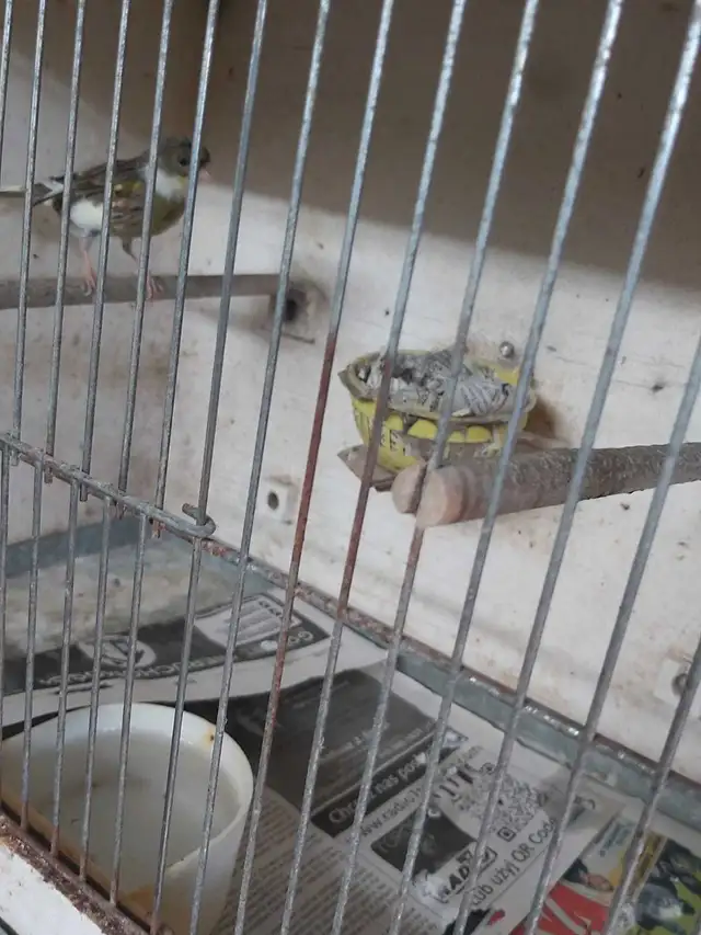 Canaries for Sale | Birds for Rehoming | Hamilton | Free local ...