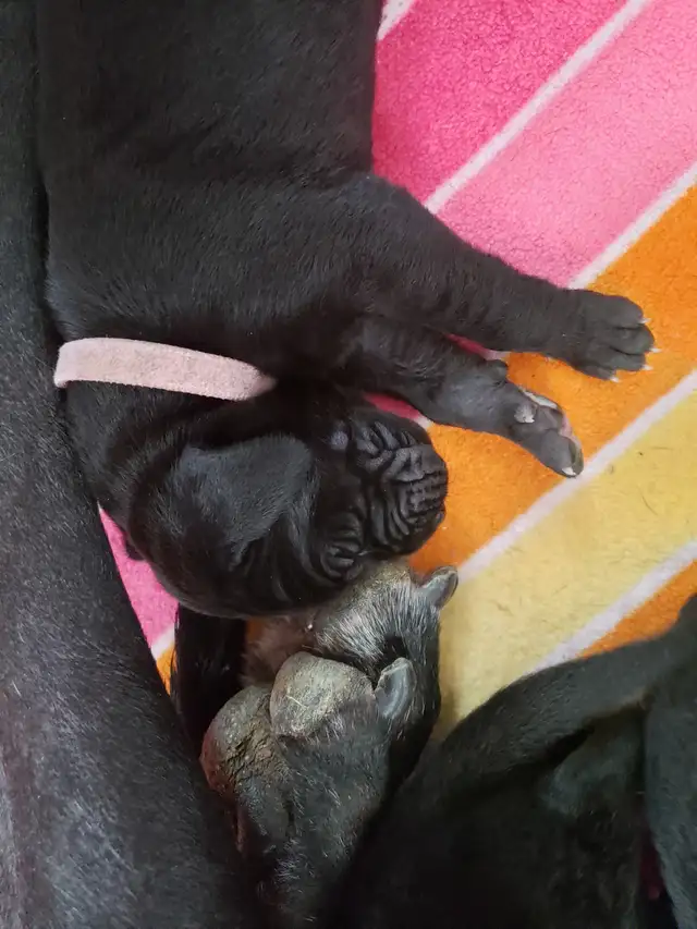 CKC Registered Great Dane Puppies in Dogs & Puppies for Rehoming in City of Toronto - Image 6
