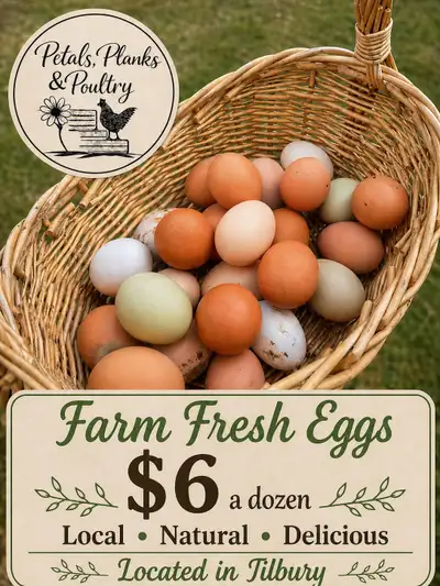Eggs located in tilbury, View more
