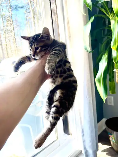 bebe bengal chaton, View more