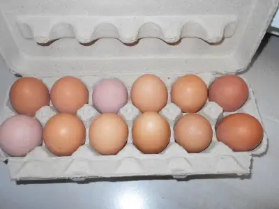 Oeufs de Poules / Chicken eggs, View more