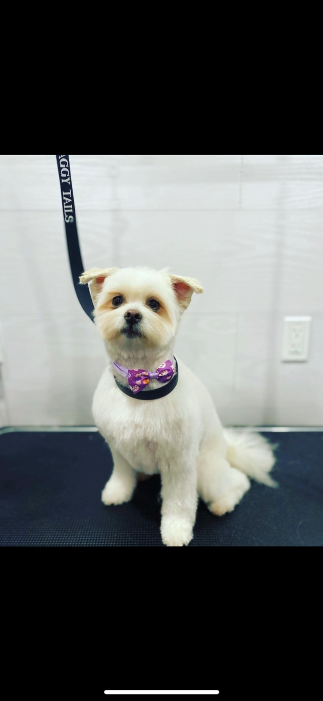 Dog grooming in Animal & Pet Services in St. Catharines - Image 4