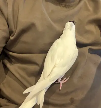 Adopt Birds Locally in Barrie | Free Local Classifieds - Kijiji