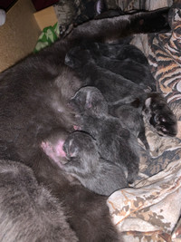 Baby kittens born on may 7th so be ready to go in a few weeks