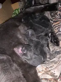 Baby kittens born on may 7th so be ready to go in a few weeks