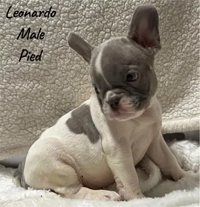 FRENCHBULL DOG PUPPIES, View more