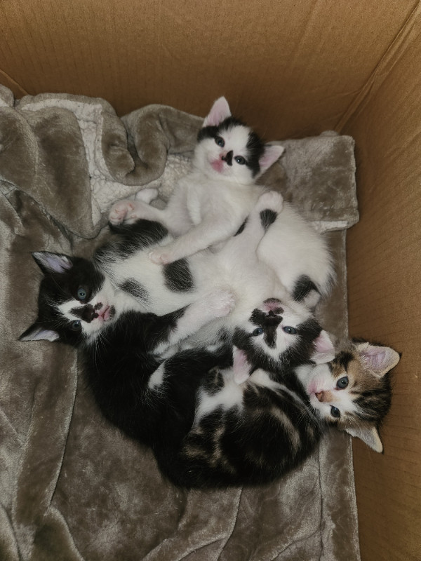 Beautiful fluffy kittens looking for forever homes in Cats & Kittens for Rehoming in Mission