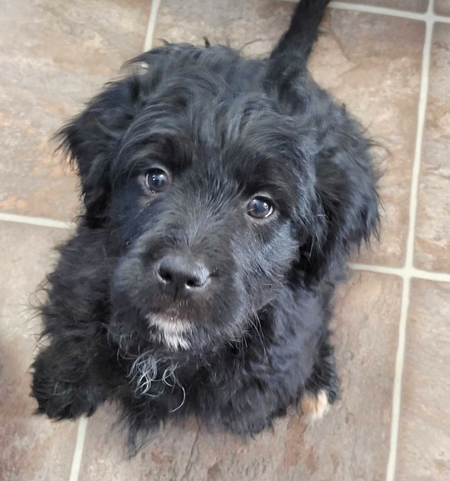 1 Sweet Adorable Bernedoodle looking for her forever home!!! in Dogs & Puppies for Rehoming in Regina - Image 2