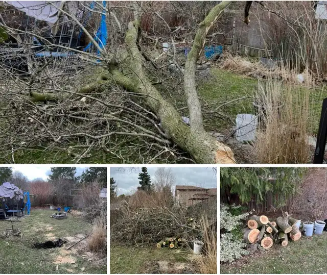 tree Cutting or removal in Lawn, Tree Maintenance & Eavestrough in City of Toronto - Image 6